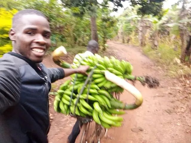 Cluster of ripe bananas fresh from the home plot